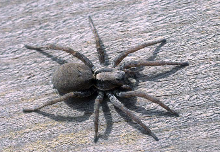 An adult wolf spider.